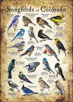 a poster with many different kinds of birds on it's back side and the words songbirds of colorado written below