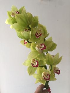 a hand holding a bunch of flowers in front of a white wall with red and yellow designs