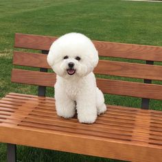 a small white dog sitting on top of a wooden bench in front of green grass