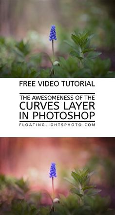 two photos with the text free video tutor for the awesomeness of the curves layer in photoshop