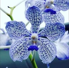 purple and white flowers with spots on them