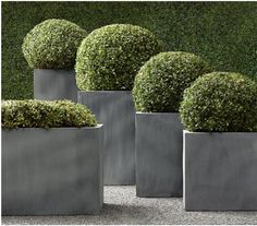 four cement planters with topiary balls in them