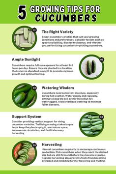 5 Tips for Growing Cucumbers. It showcases essential tips for successful cucumber cultivation, including providing adequate sunlight, vertical support for vining varieties, preparing well-drained soil, maintaining consistent moisture levels, and regular harvesting. Learn how to optimize cucumber growth and enjoy a bountiful harvest with these valuable tips. How To Grow Cucumbers, Cucumber Plants, Grow Cucumbers, Cucumber Gardening, Cucumber Varieties, Vegetable Garden Planner, Allotment Gardening, Cucumber Plant