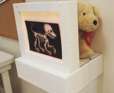 a teddy bear sitting on top of a white shelf next to a wall mounted skeleton