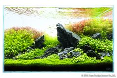 an aquarium filled with lots of green plants and rocks