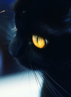 a black cat with yellow eyes staring at something