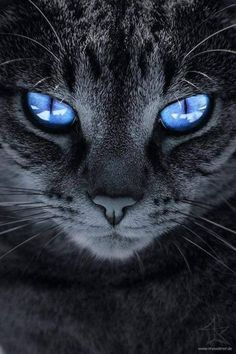 a black cat with blue eyes looking at the camera and texting'guard '