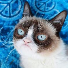 a grumpy cat with blue eyes sitting in front of a peace sign wallpaper