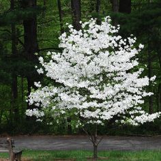 a tree with white flowers in the middle of a park next to a paved road