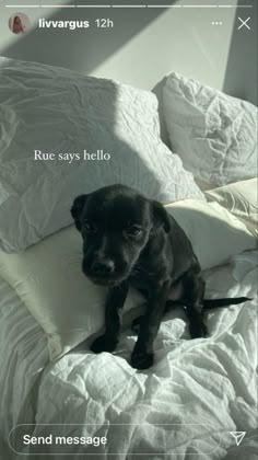 a small black dog sitting on top of a bed