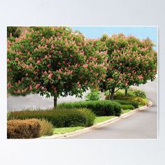 pink flowers are blooming on the trees in front of an empty street with bushes and shrubs