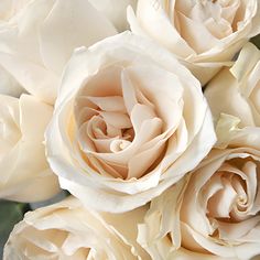 a bouquet of white roses is shown in close up view with the petals slightly open