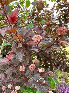 purple and red flowers in the middle of some plants with green leaves on them,