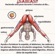 the muscles are labeled in spanish, and there is also an image of what they look like