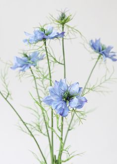 some blue flowers are in a vase on a table