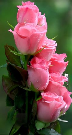 some pink roses with water droplets on them