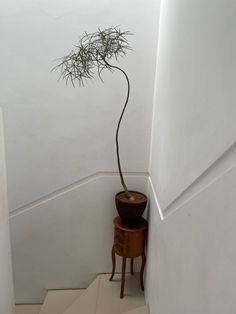 a potted plant sitting on top of a wooden table next to a white wall