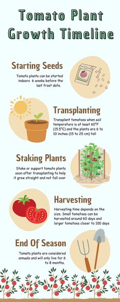 Tomato Plant Growth Timeline Recipes Cottagecore, 1 Acre Homestead, Growing Tomatoes Indoors, Growing Calendar, Overgrown Garden, Growing Tomato, How To Grow Tomatoes, Tomato Farming, Acre Homestead