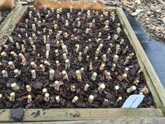 a wooden box filled with lots of dirt and small white sticks sticking out of it