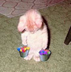 a small white dog standing next to two cupcakes on the ground with hearts sticking out of them