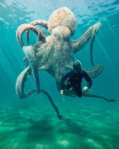 an octopus is being held up by a diver in the ocean