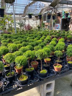 many potted plants are in the greenhouse