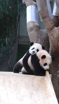 two panda bears sitting on top of a wooden platform next to a tree and fence