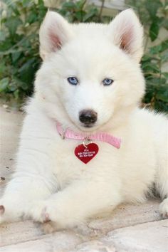 a white dog with blue eyes laying on the ground