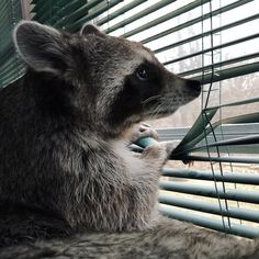 a raccoon is looking out the window blinds