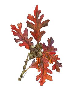 watercolor painting of an oak leaf and acorn