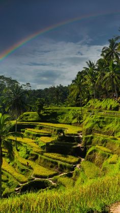 a rainbow shines in the sky over a lush green valley with palm trees and rice terraces