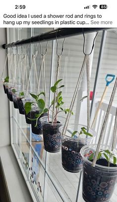 some plants are growing in plastic cups on the window sill and hanging from hooks