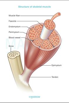 the structure of skeletal muscle with labeled parts