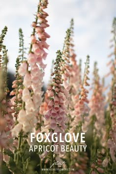 foxglovee apricot beauty in bloom with the words foxglovee apricot beauty