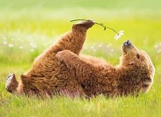 two brown bears playing with each other in the grass and one is holding a flower