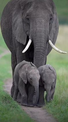 an adult elephant and two baby elephants walking down a path in the grass with their tusks curled up