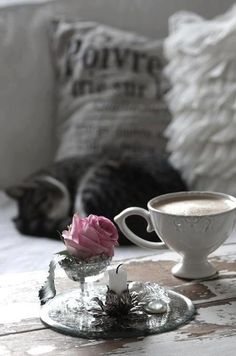 a cat laying on the floor next to a cup and saucer with a pink rose in it