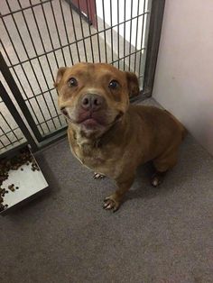 a brown dog sitting on the floor in front of a cage with food all over it