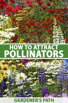 an image of how to attract pollinators in the garden with text overlay