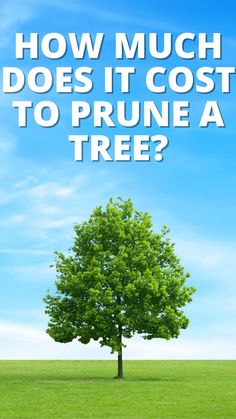 a tree with the words how much does it cost to prune a tree?