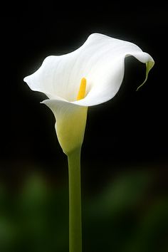 a single white flower is shown in the dark