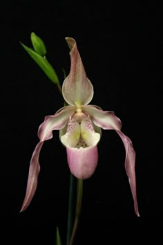 a pink and white flower with green stems in front of a black background is shown