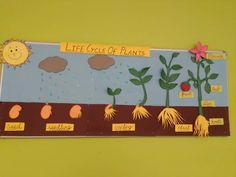 the life cycle of plants is displayed on a bulletin board