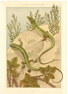 an illustration of two lizards on top of a hill