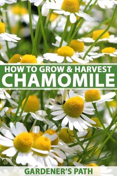 the cover of how to grow and harvest chamomile by garden's path