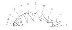 the diagram shows how to draw an animal's tail and foot with numbers on it