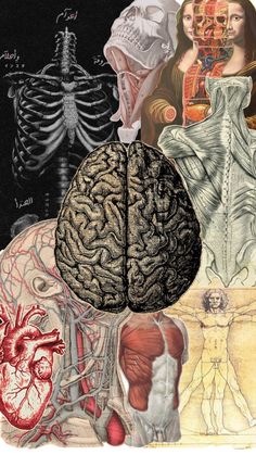 an image of the human body and its functions in it's structure, including the brain