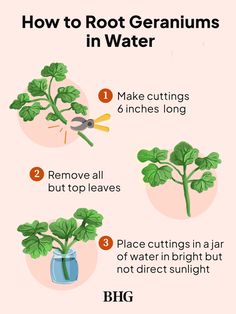 how to root geraniums in water info from the big book on growing geranium