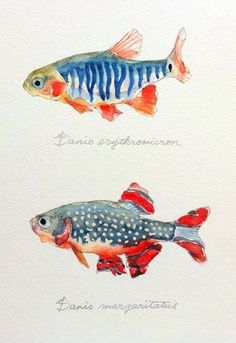 two fish are shown in watercolor and ink on paper, each with different colors