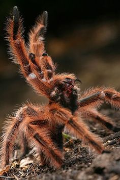 a close up of a spider on the ground with it's legs spread out